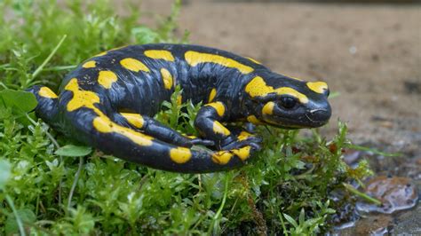  Feuersalamander: Ein kleiner Meister der Tarnung mit einem Feuer im Bauch!