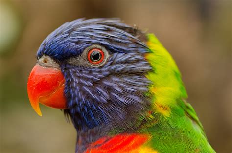  Lori! Ein farbenfroher Vogel mit einem Federkleid, das so leuchtend ist wie ein tropischer Sonnenuntergang