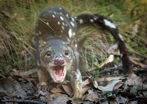  Quoll! Ein schelmischer Fleischfresser mit einem außergewöhnlichen Geruchssinn und einer Vorliebe für giftige Beute