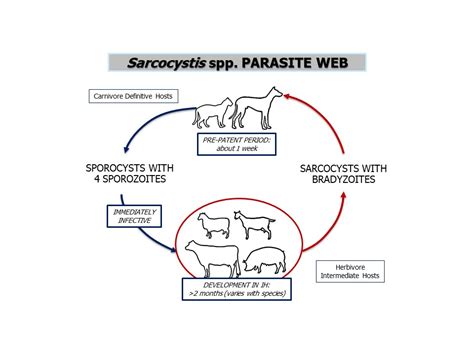  Sarcocystis! Ein Parasit mit ungleichen Lebenszyklen, der gleichzeitig bezaubernd und erschreckend ist