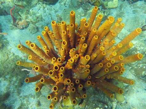  Yellow Tube Sponge: Ein Meister der Tarnung und gleichzeitig eine farbenfrohe Oase im Unterwasserreich!