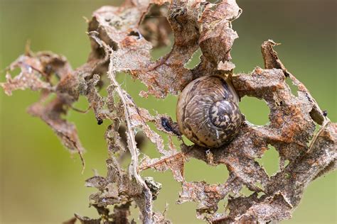  Dorcas-Schnecke: Ein Meister der Tarnung und gleichzeitig ein Gourmet des Verwesenden!