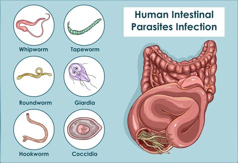  Kryptosporidien: Wie ein winziger Parasit den gesamten Darm aufmischen kann!