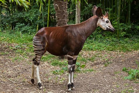 Okapi - Ein faszinierendes Säugetier mit Zebrastreifen und einem langen Giraffenhals!