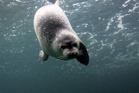  Seehund: Mit eleganten Schwimmbewegungen und ausgeprägter Sozialstruktur durch die Meere gleiten!