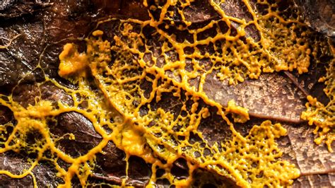  Yellow Slime Mold! Discover This Tiny Blob That Can Solve Complex Mazes